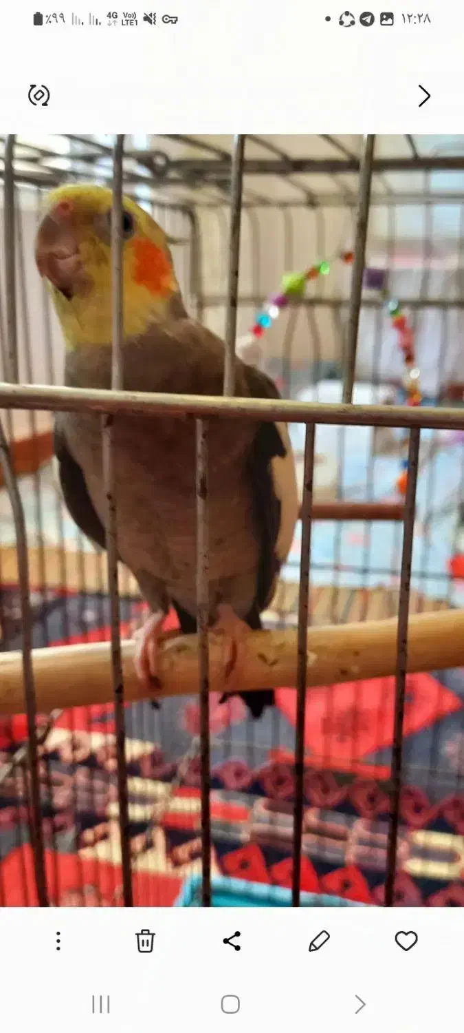 فروش پرنده عروس هلندی|پرنده|میانه, |دیوار