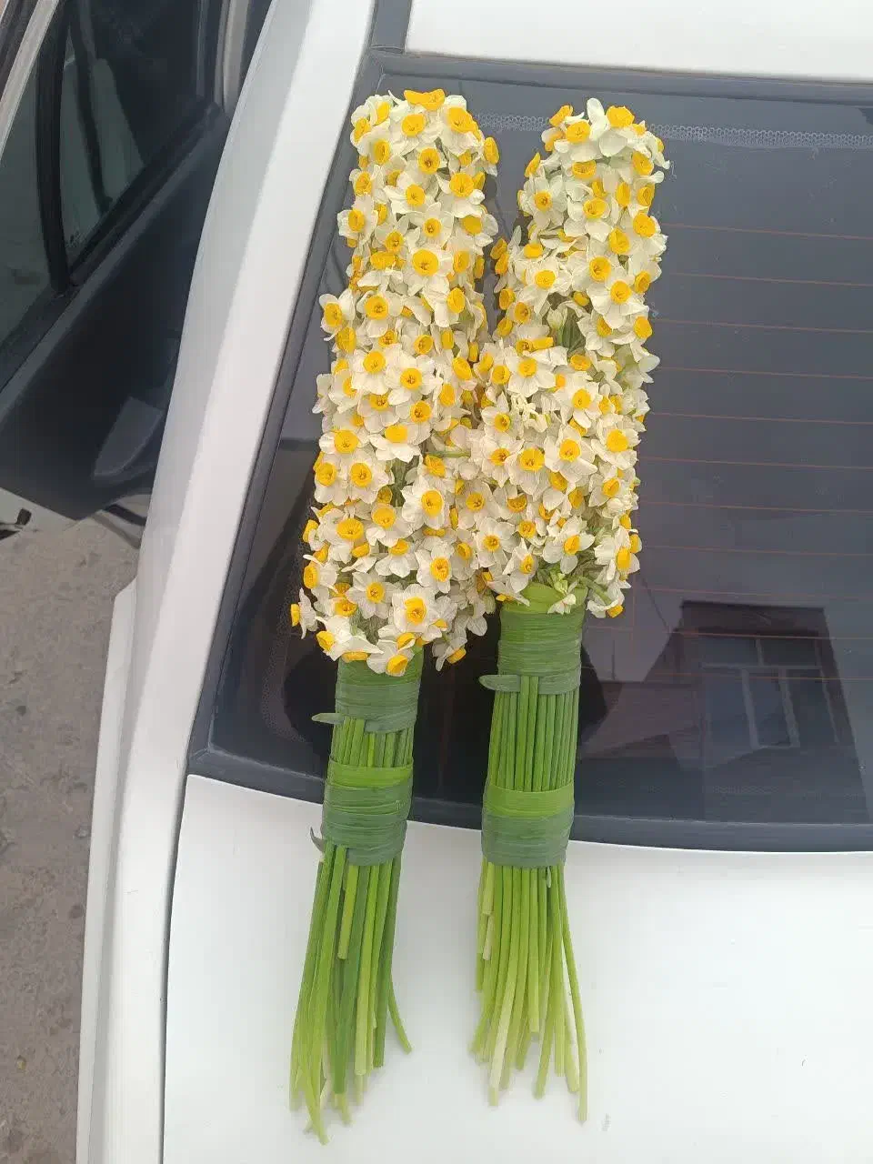 حراج گل نرگس یه دسته|گل و گیاه طبیعی|قم, قم نو|دیوار