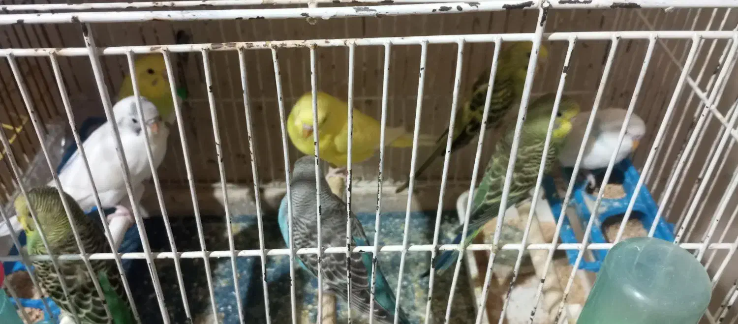 مرغ عشق زیبا در رنگهای مختلف|پرنده|مرودشت, فرهنگ|دیوار