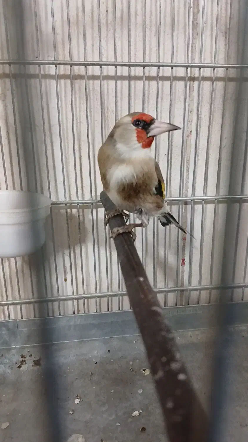 سهره دورگ داغسر رنگ کرم|پرنده|تهران, مشیریه|دیوار