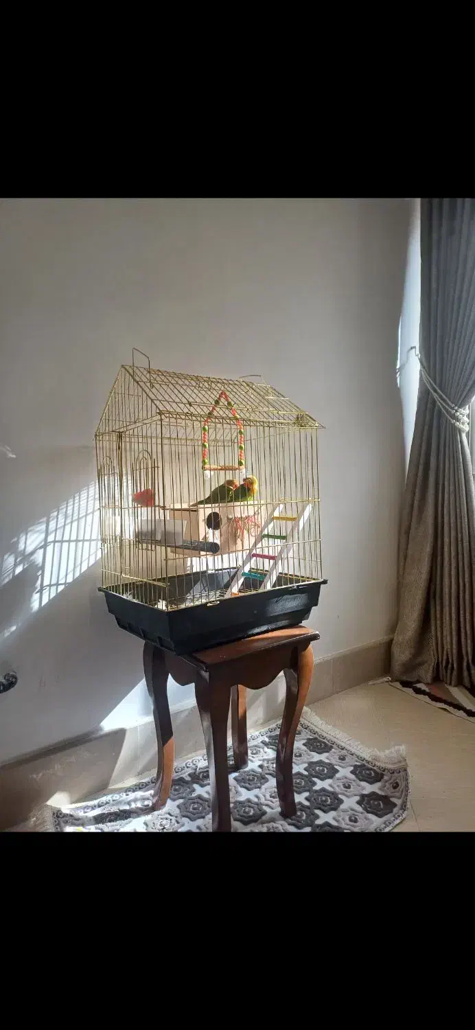 قفس سایز بزرگ|لوازم جانبی حیوانات|قم, حمام تالار|دیوار