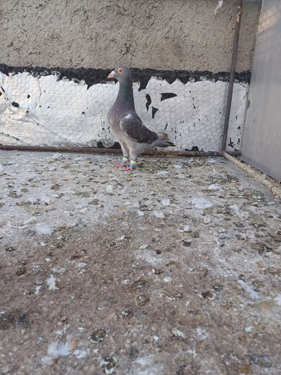 کبوتر سرکه ای|پرنده|تاکستان, |دیوار