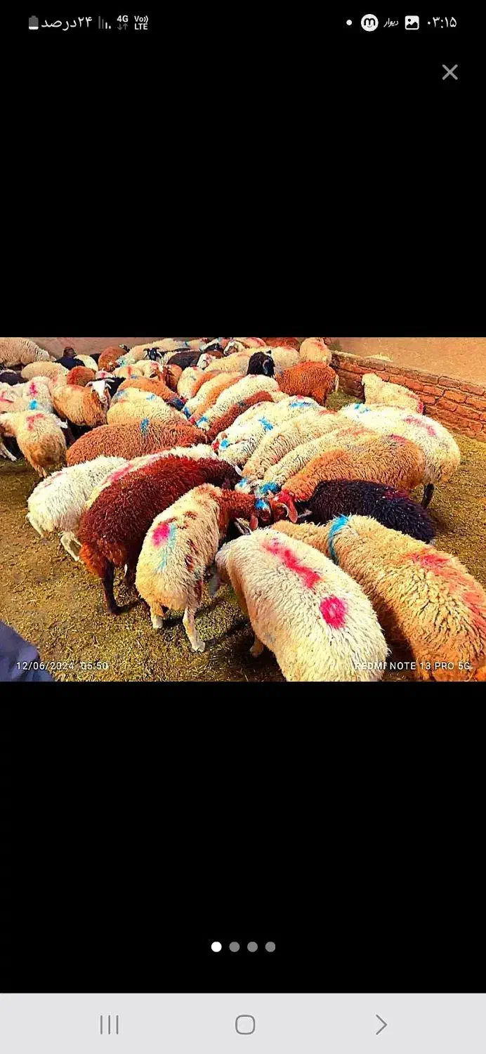 گوسفند زنده ۶۰۰راس برای عقیقه نذری بره نرینه|حیوانات مزرعه|مشهد, کشاورز|دیوار