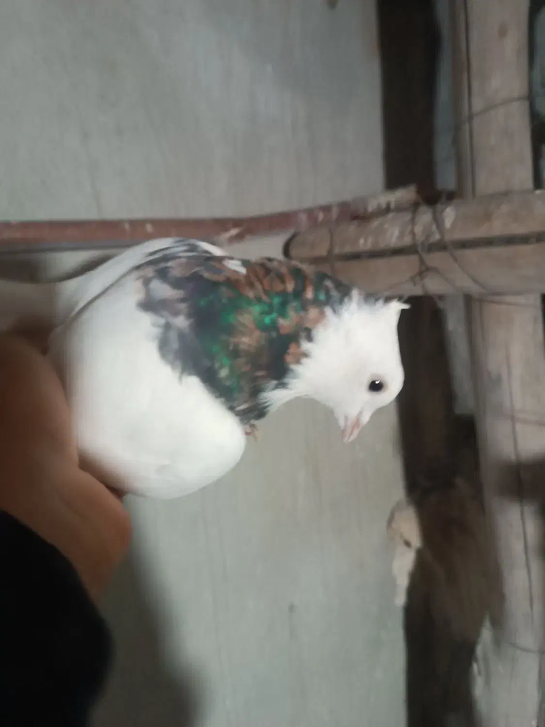 طوقی|پرنده|کرمانشاه, |دیوار