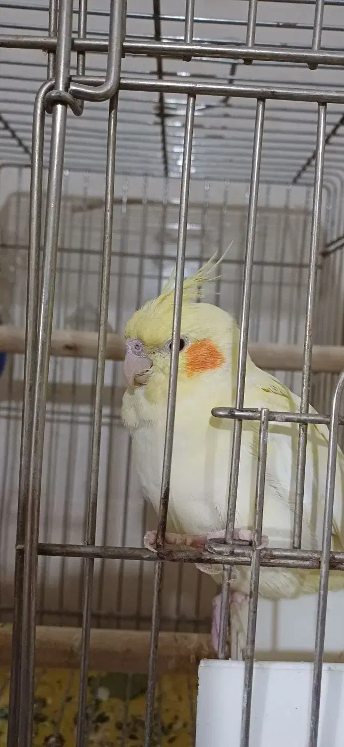 عروس هلندی|پرنده|فردیس, نگارستان|دیوار