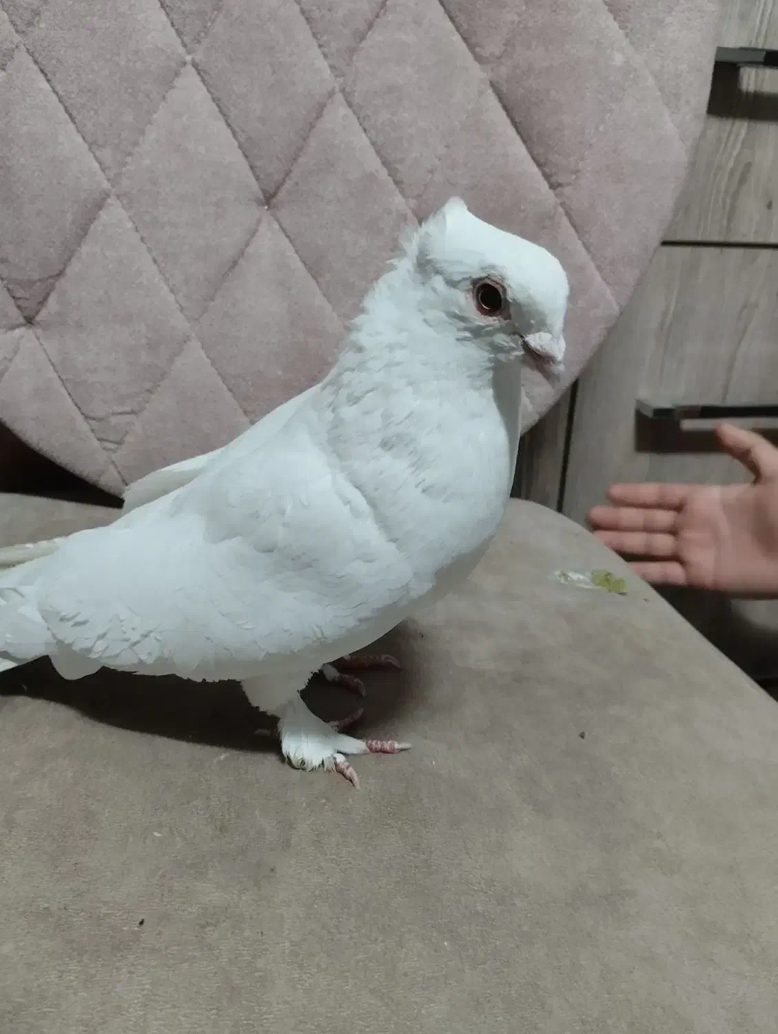 کبوترتزینی|پرنده|قم, مجیدیه|دیوار