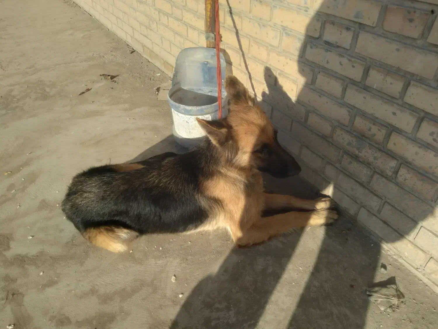 سگ ژرمن گمشده|حیوانات|کهریزک, |دیوار