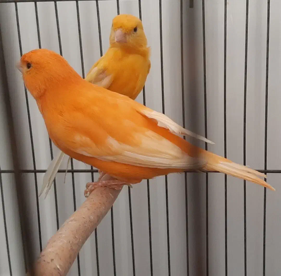 قناری ردفکتور As+رسمی|پرنده|شاهرود, |دیوار