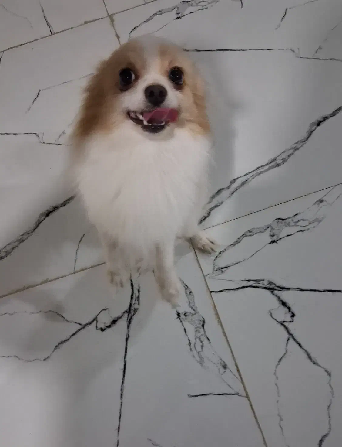 سگ نر|سگ|بندرعباس, |دیوار