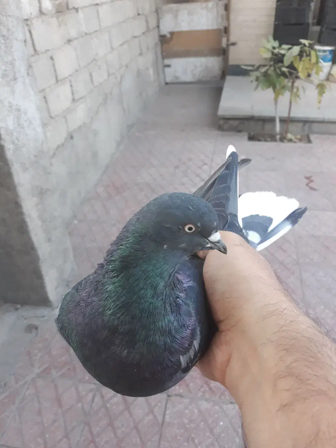 کفتر نر و ماده بالغ|پرنده|شهریار, شهرک بهاران (ویره)|دیوار