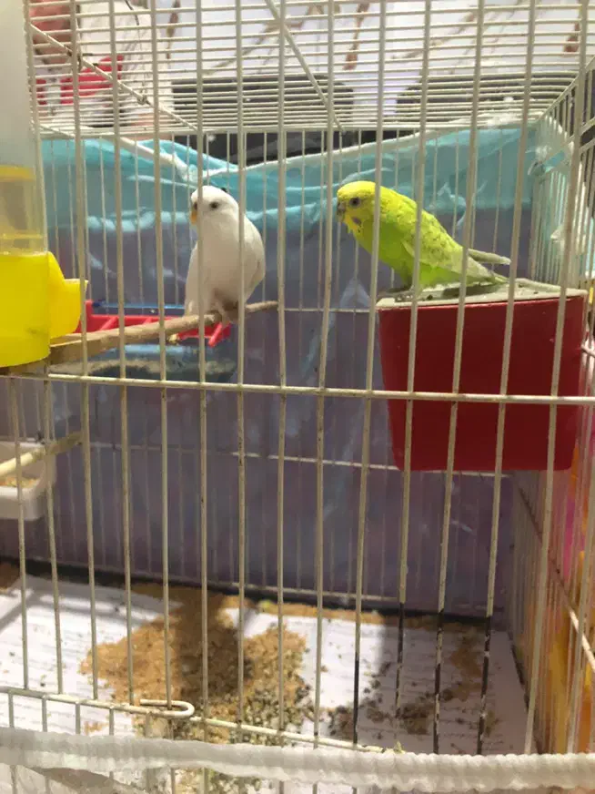 مرغ عشق|پرنده|بجنورد, |دیوار