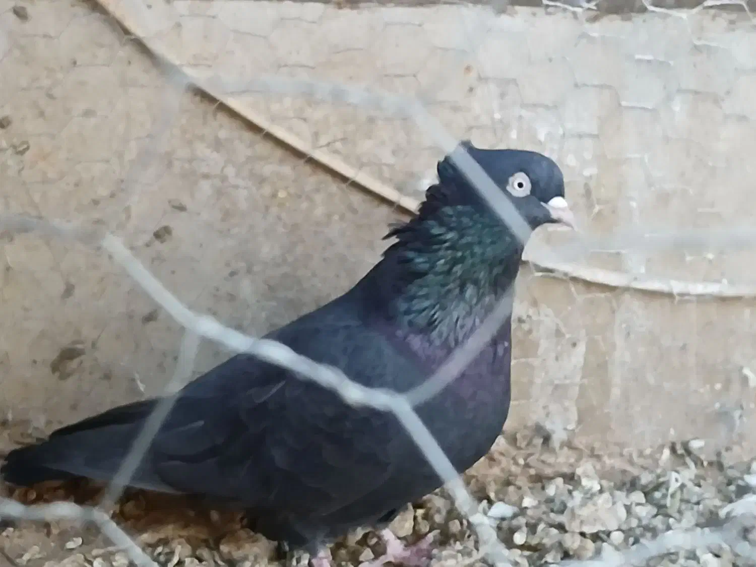 دوعددنر فروشی|پرنده|بافق, |دیوار