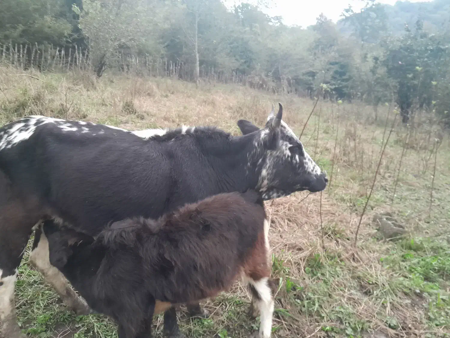 گاو ماده با گوساله ماده شکم اول|حیوانات مزرعه|تالش, جوکندان|دیوار