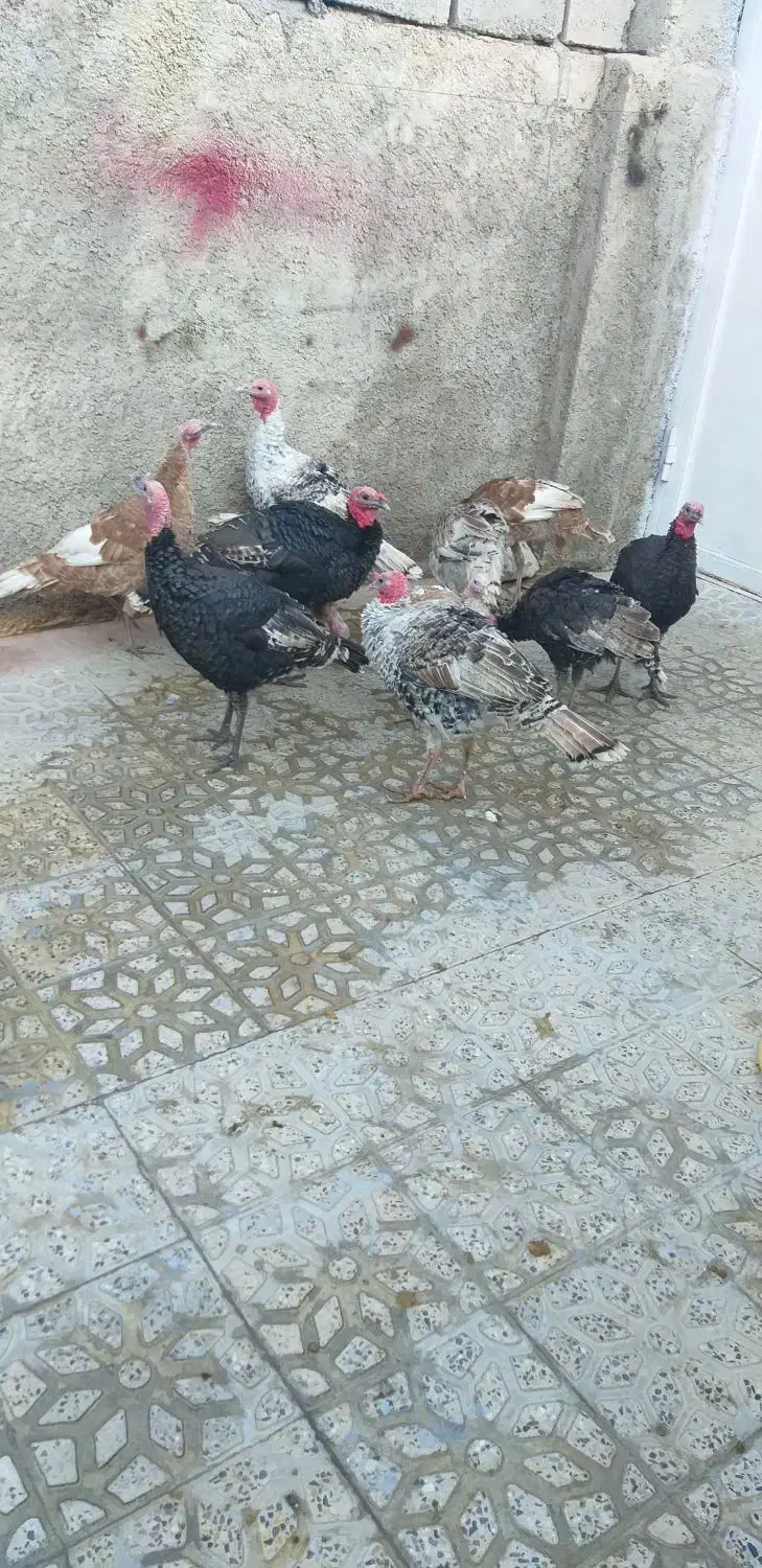 بوقلمون|حیوانات مزرعه|چرداول, |دیوار