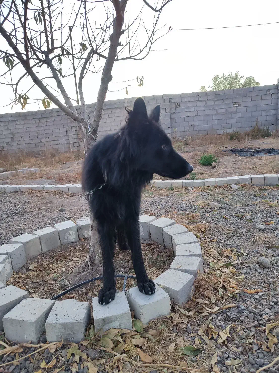 گمشده|حیوانات|زنجان, |دیوار