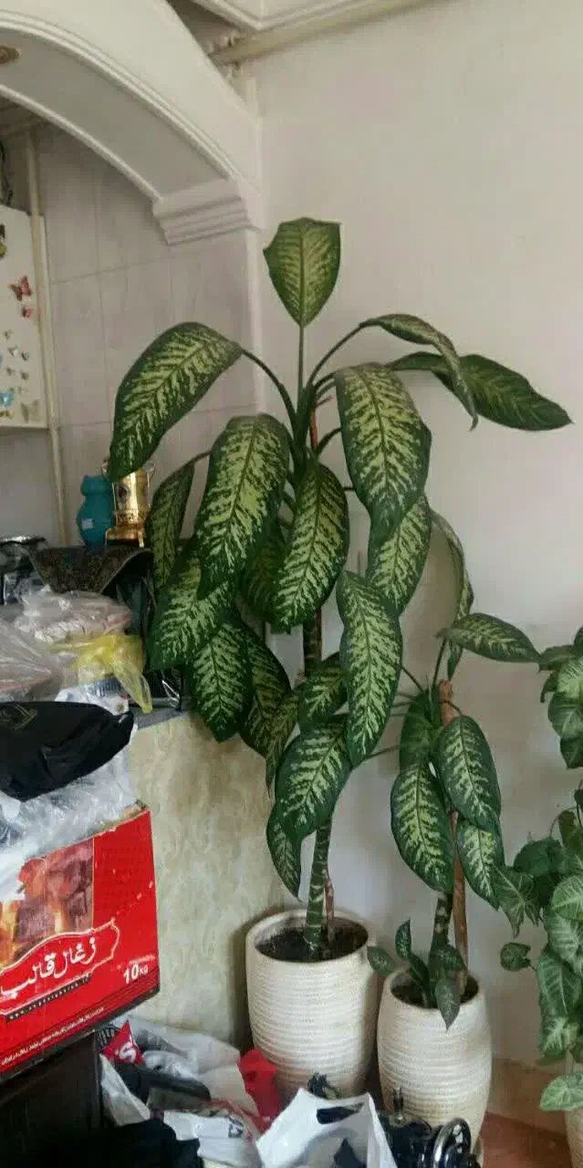 گل با گلدان بسیار شیک|گل و گیاه طبیعی|بروجرد, |دیوار