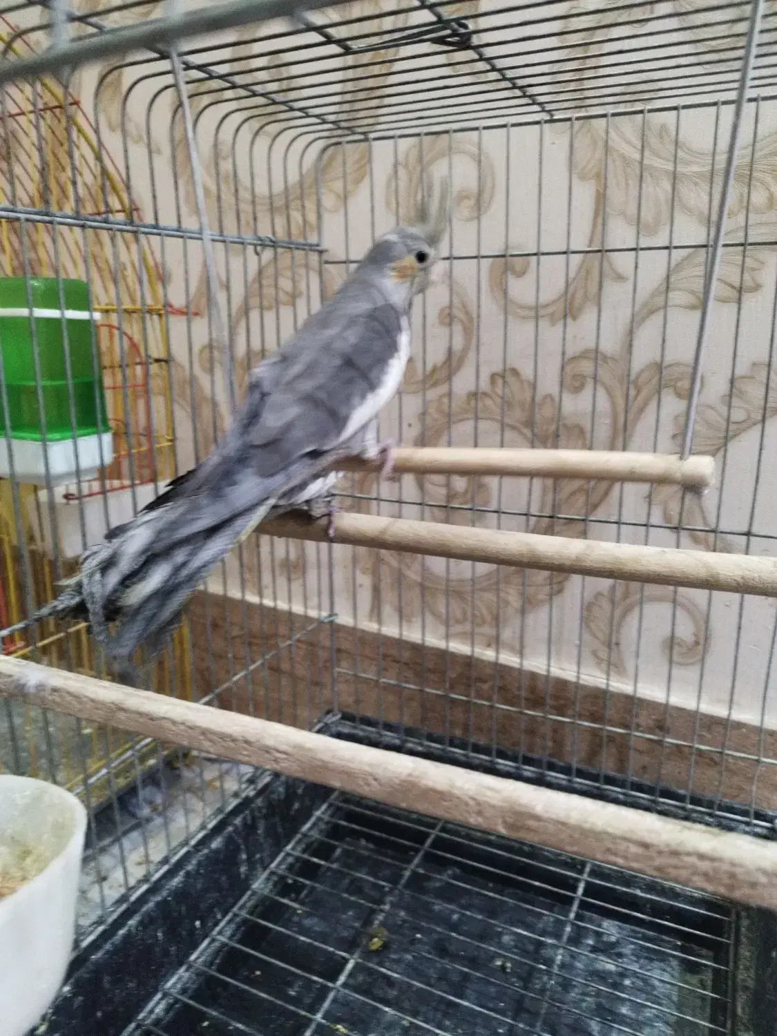 فروش فوری عروس هلندی نروماده|پرنده|میانه, |دیوار