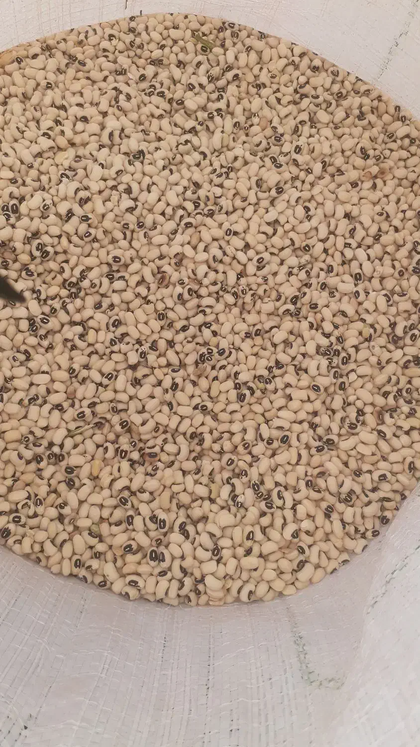 لوبیا چشم بلبلی درجه یک|خوردنی و آشامیدنی|شوشتر, |دیوار