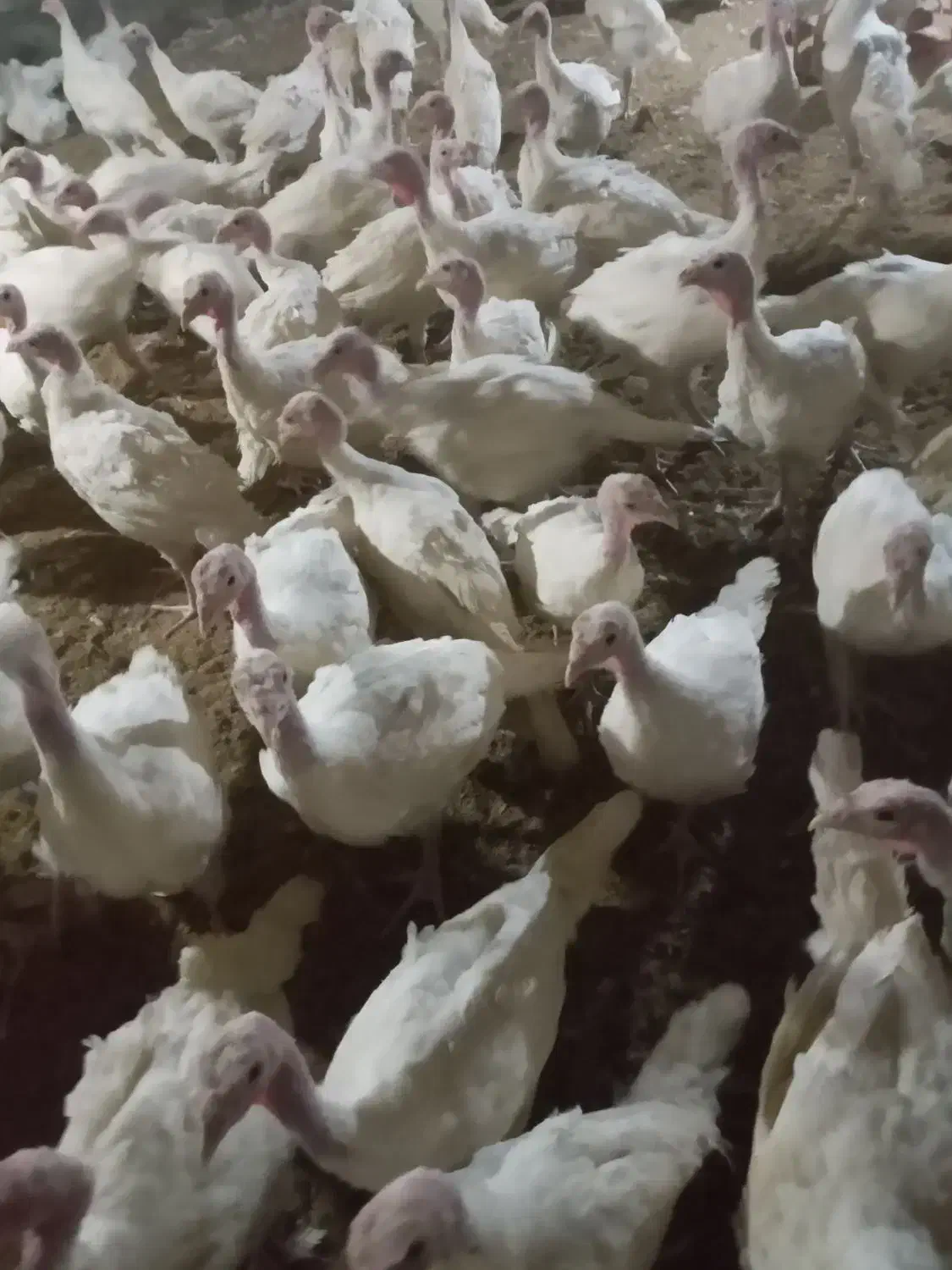 بوقلمون گوشتی|حیوانات مزرعه|مشگین شهر, |دیوار