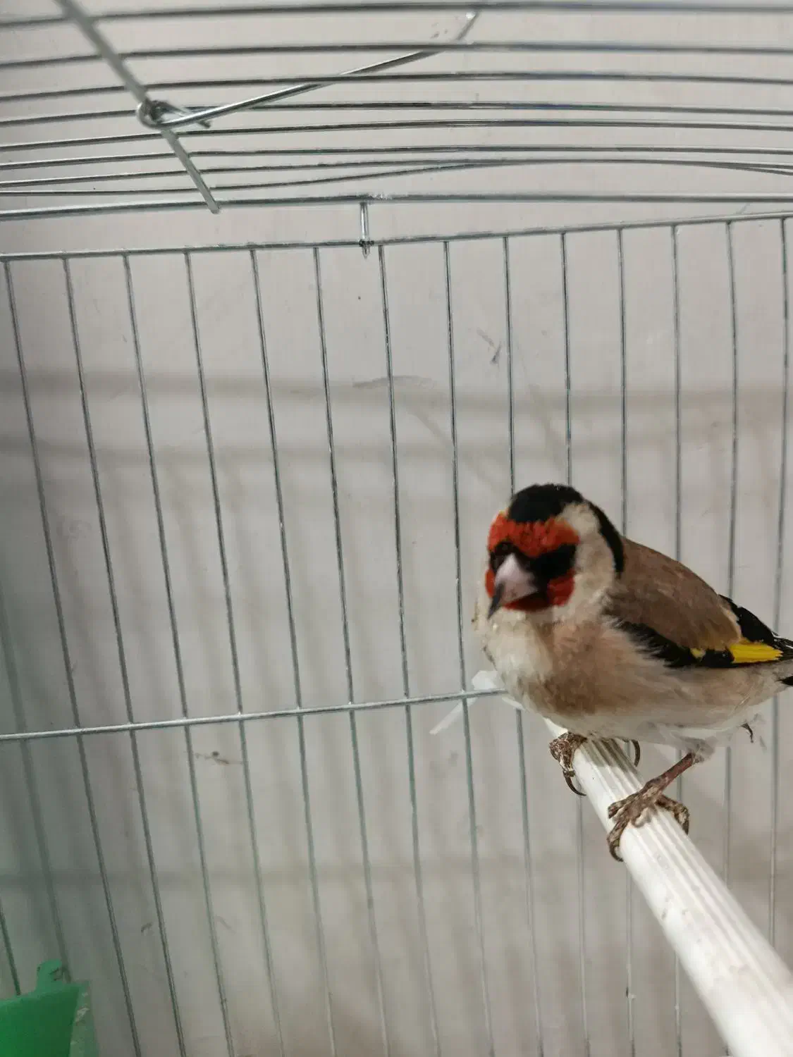 سهره کرمانشاهی چهار گل|پرنده|مشهد, ابوذر|دیوار