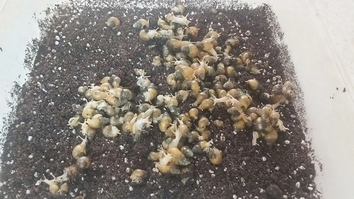 حلزون آلبینو بالغ و بچه|خزنده|کرج, عظیمیه|دیوار