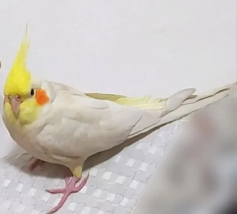 عروس هلندی گمشده ۳ تومن مژدگانی|پرنده|گلستان (تهران), |دیوار