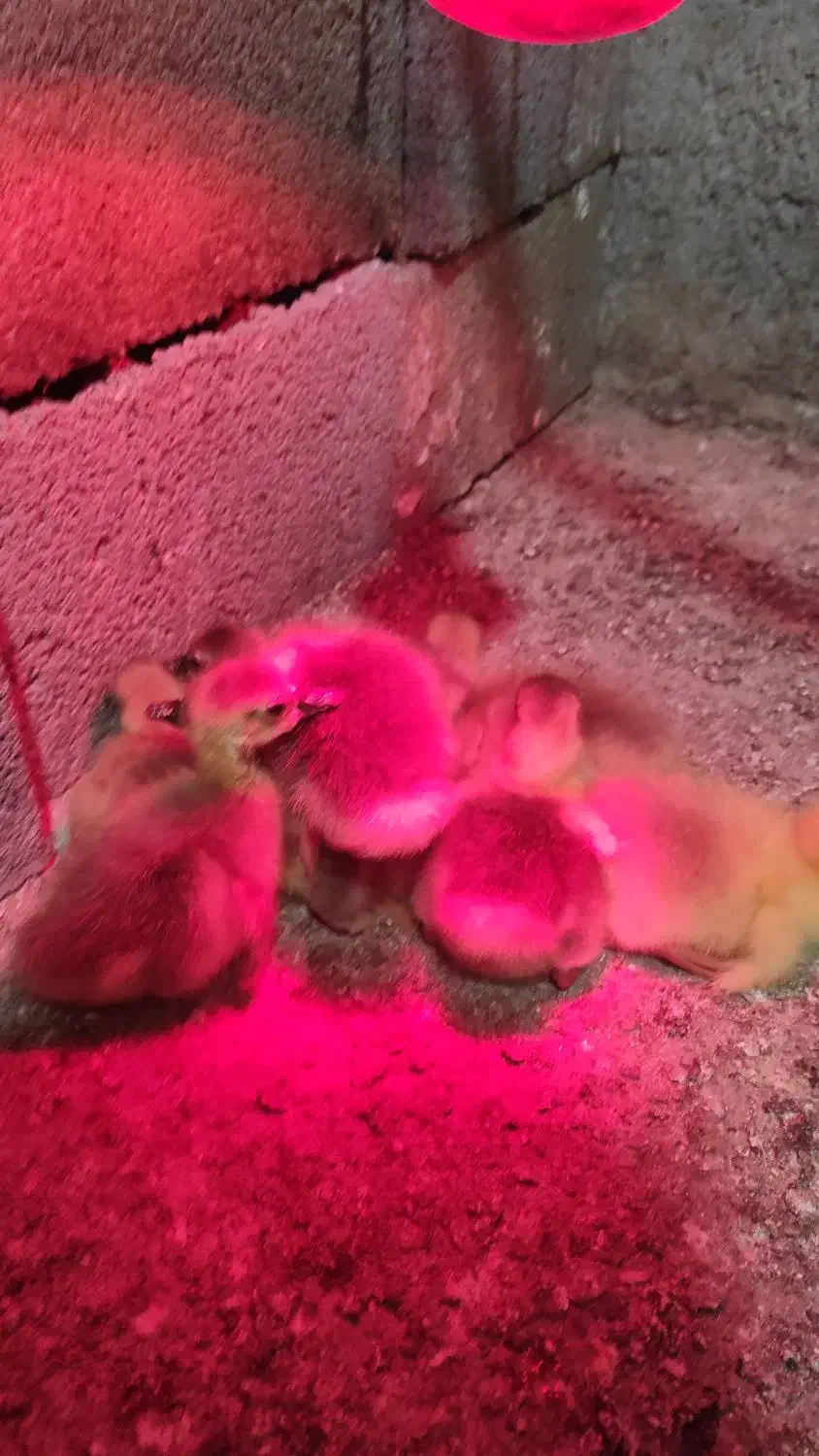 جوجه غاز|حیوانات مزرعه|بهشهر, |دیوار