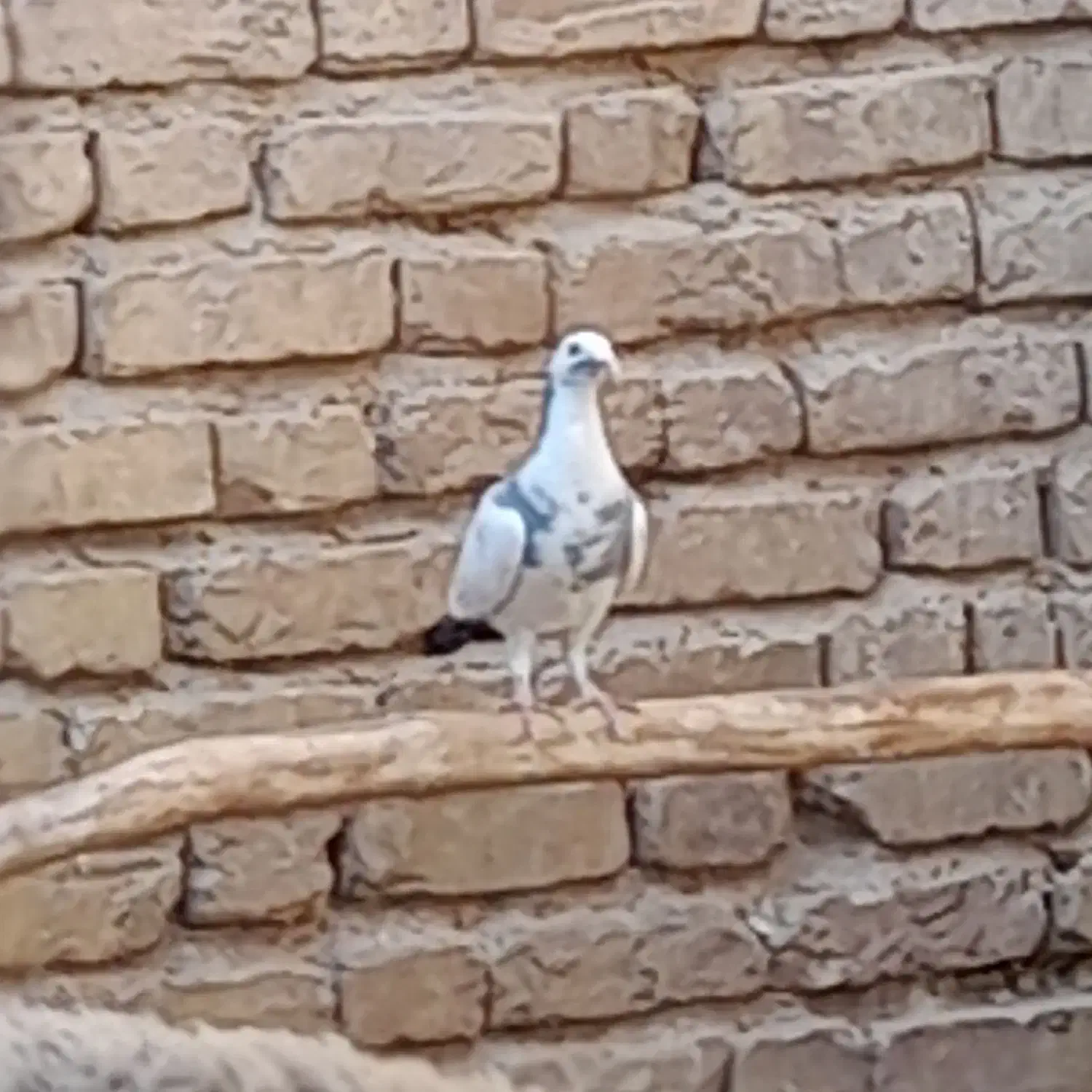 کبوتر خوب مسافتی|پرنده|داراب, |دیوار