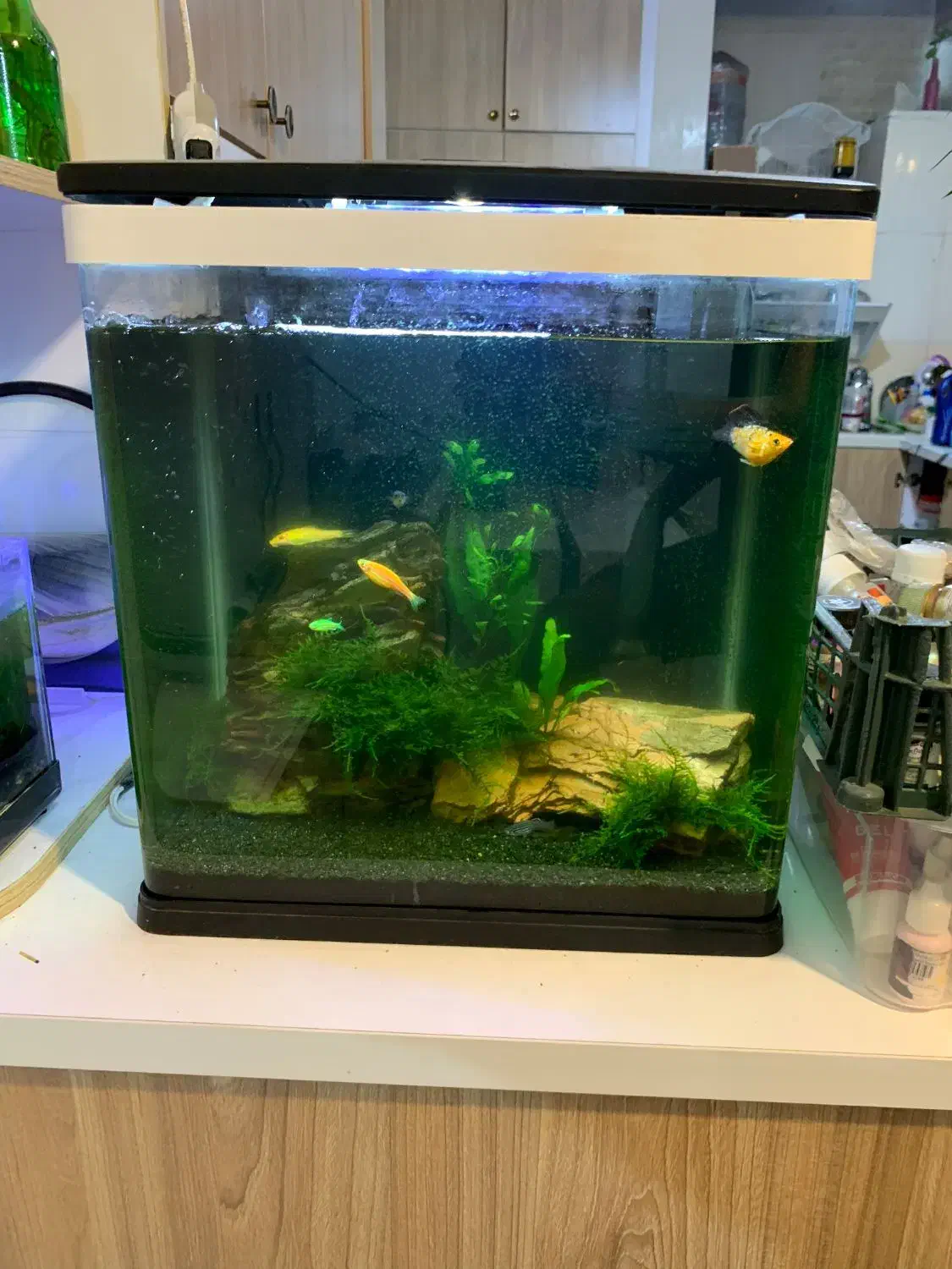 اکواریوم شرکتی دلسا|ماهی|بوشهر, |دیوار