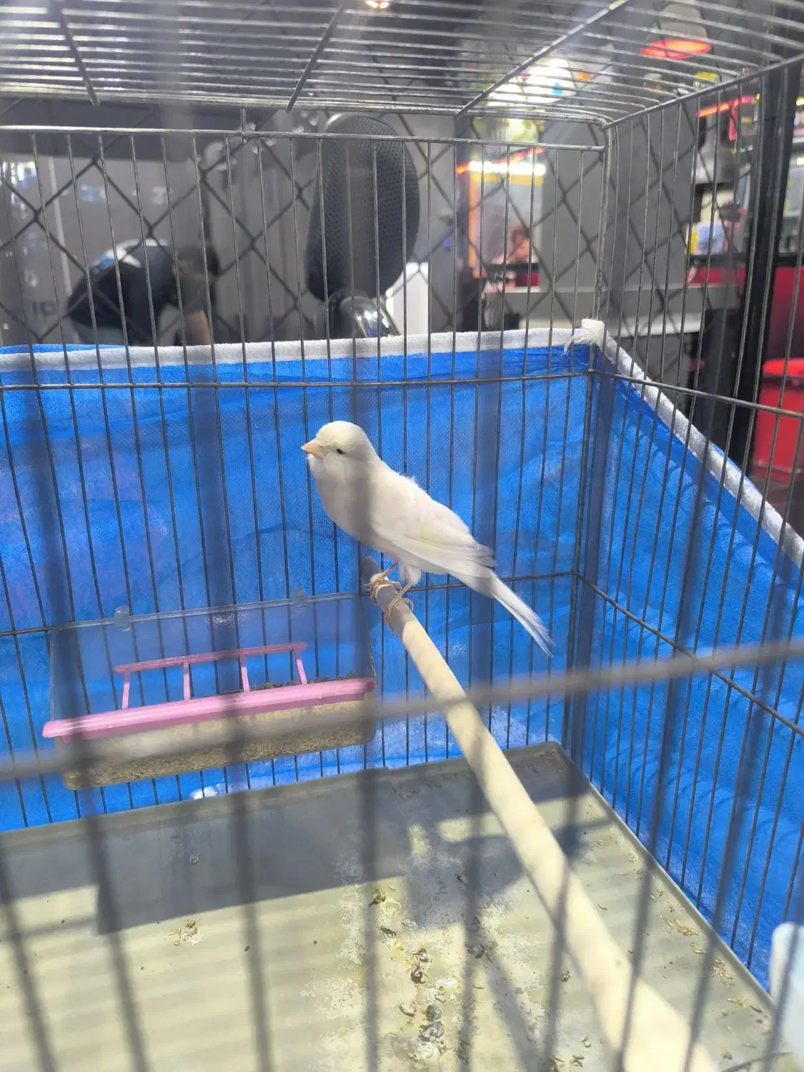 قناری ماده سوپر آماده|پرنده|خمینی‌شهر, |دیوار