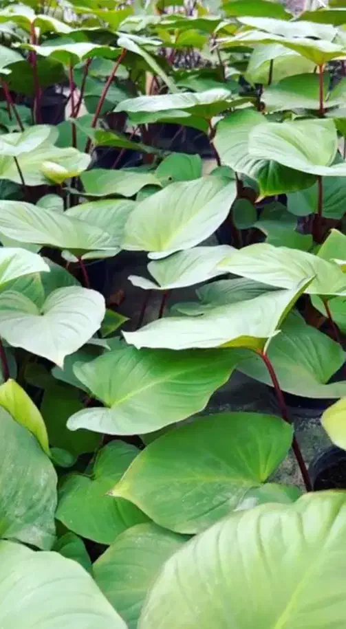 قاصدک|آرایشی، بهداشتی، درمانی|مشهد, حیدرآباد|دیوار