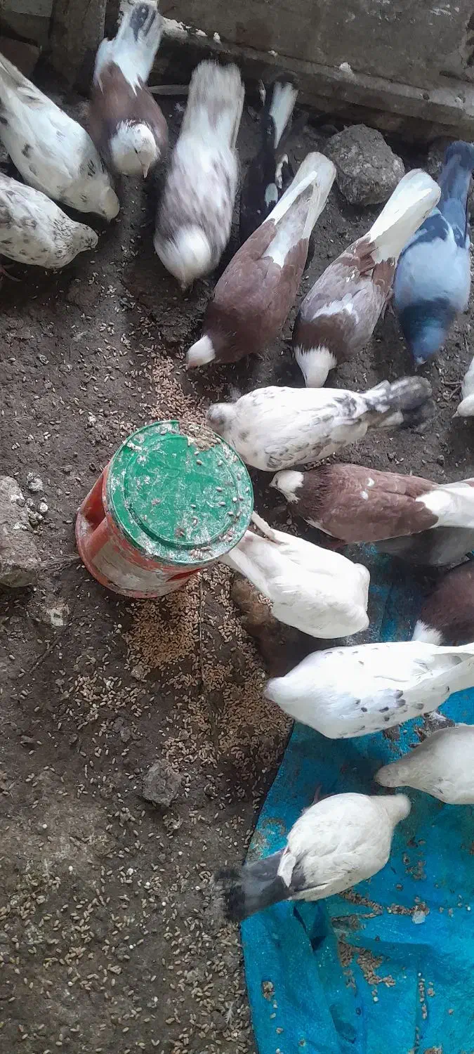 کبوتر|پرنده|بندر ترکمن, |دیوار