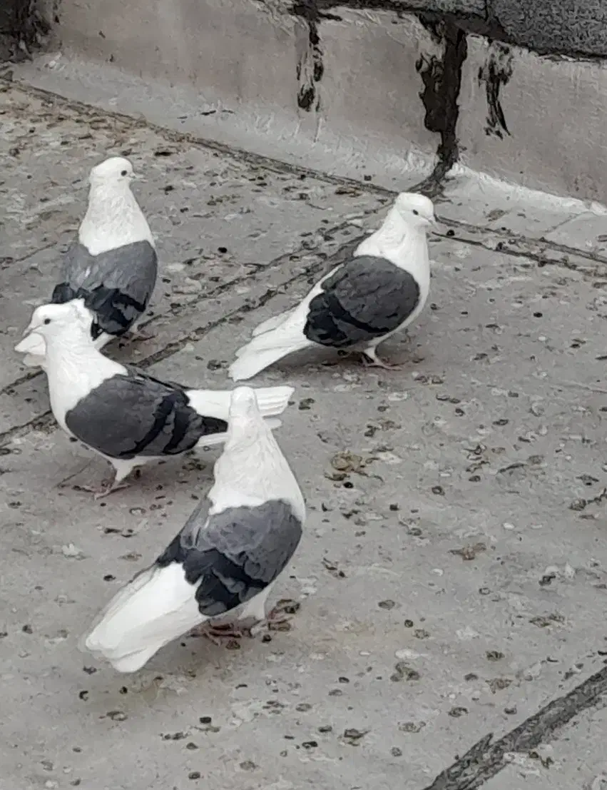 کبوتر دوکت|پرنده|معصومیه, |دیوار