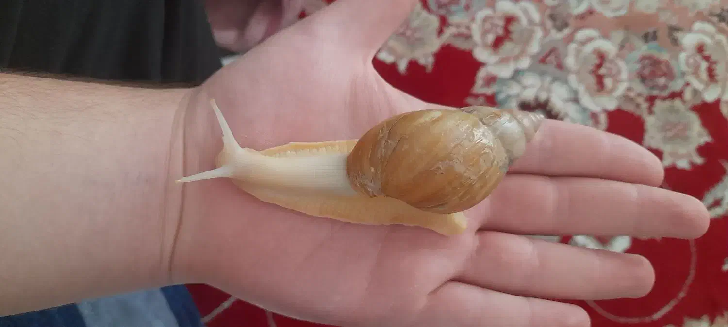 حلزون|خزنده|شیروان (خراسان), |دیوار