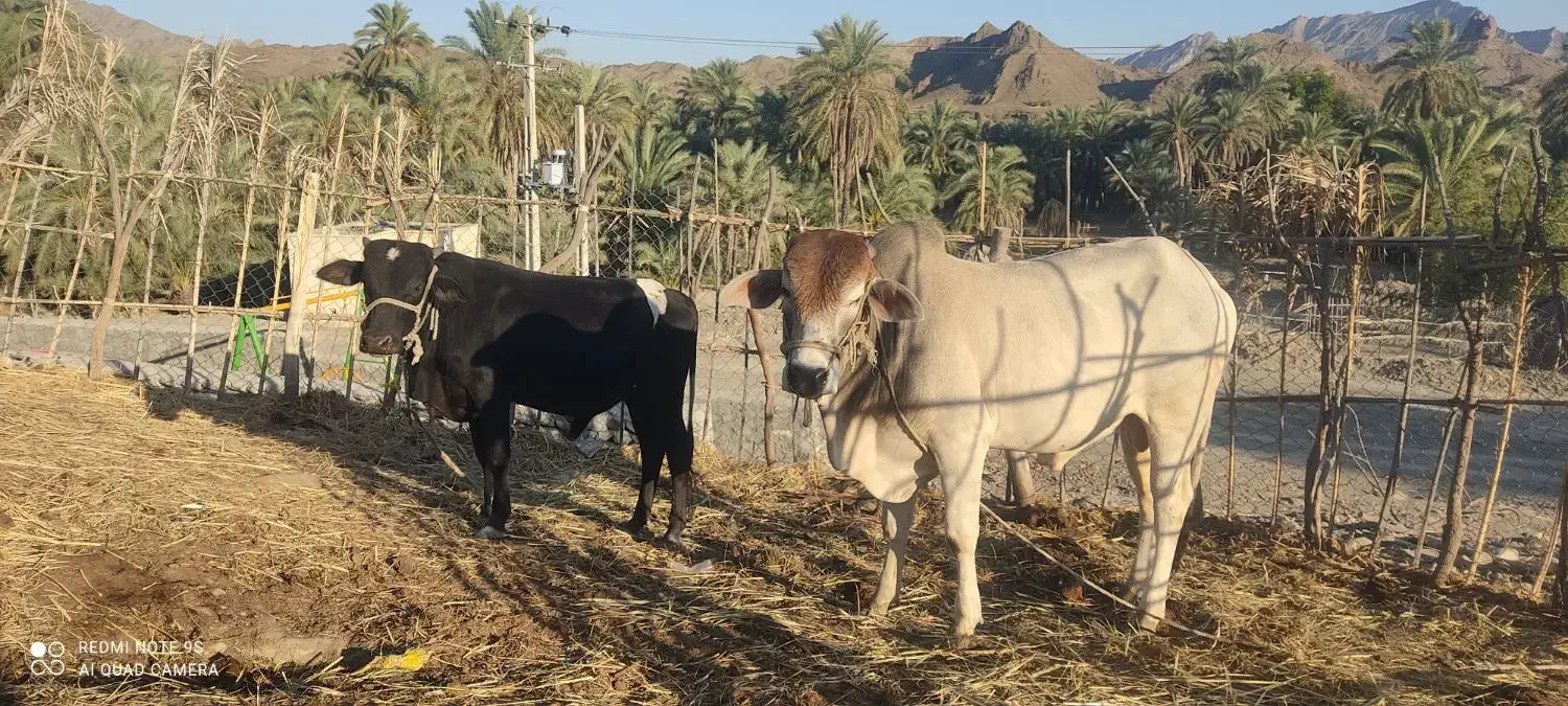 گاو نر دو تا برای قربانی|حیوانات مزرعه|کنارک, |دیوار