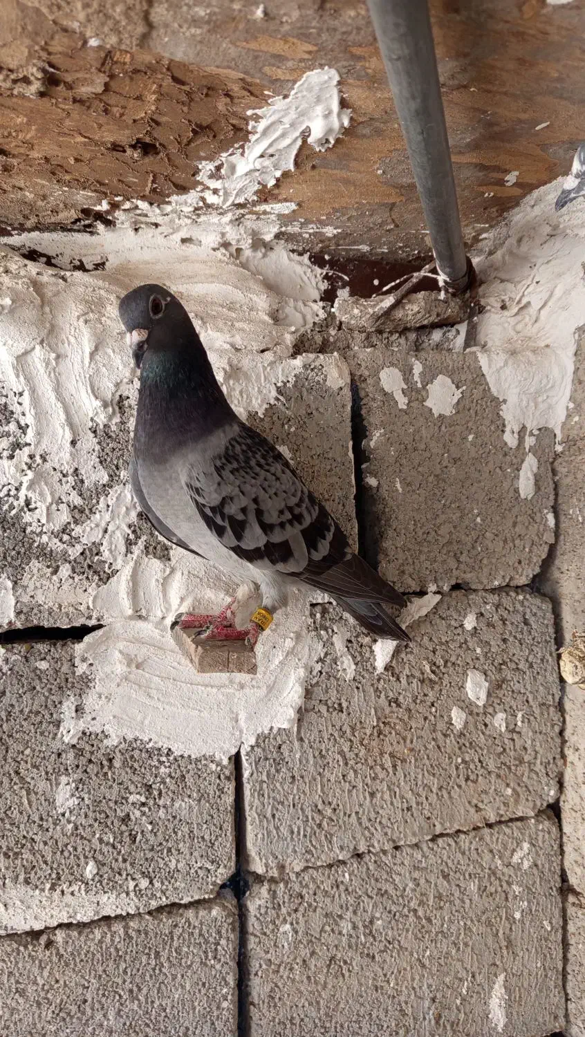 جوجه پلاکی درجه 1|پرنده|بوشهر, |دیوار