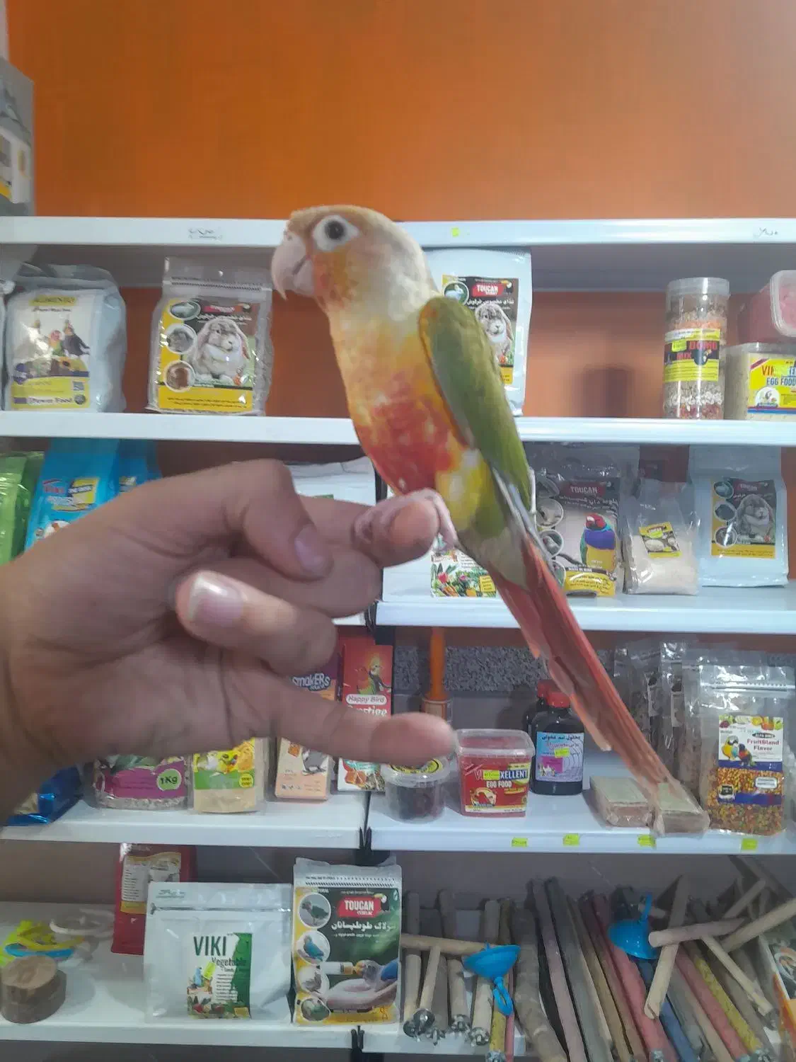 طوطی گرینچیک سوپر رام و سخنگو اسمش فلفل|پرنده|قائم‌شهر, |دیوار