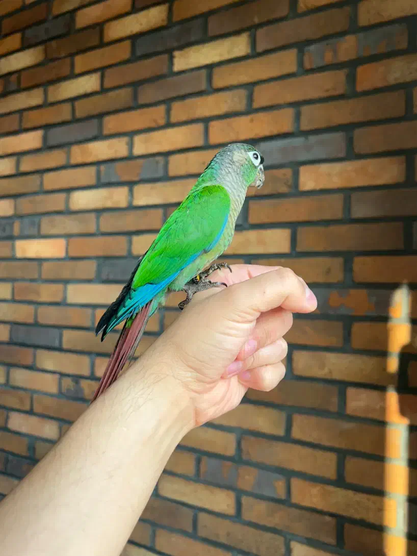 گرینچیک نرمال اسپلیت|پرنده|تهران, سعادتآباد|دیوار