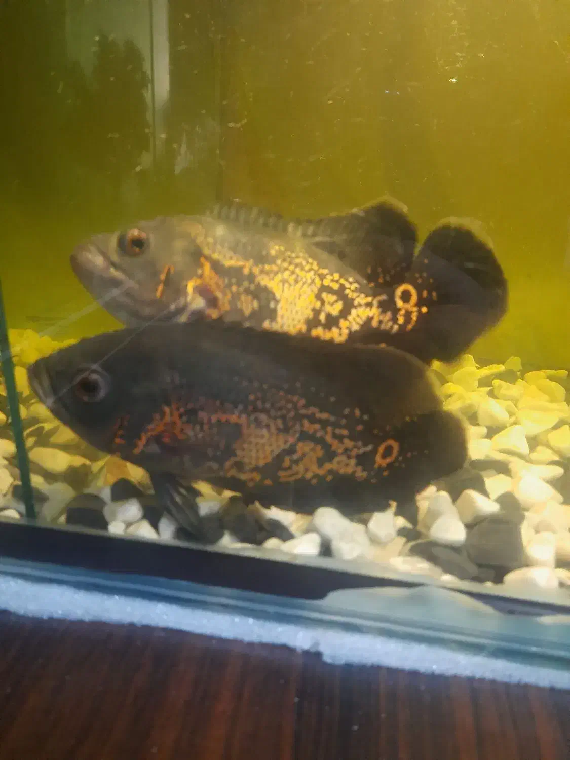 ماهی اسکار|ماهی|صباشهر, |دیوار