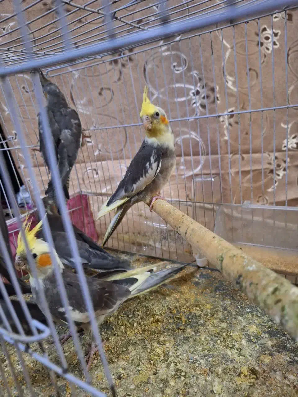 عروس هلندی|پرنده|مشهد, رضاییه|دیوار