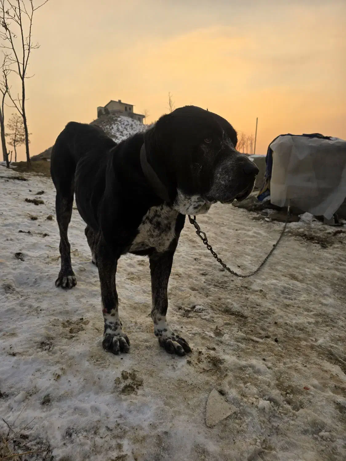 سگ گمشده|حیوانات|رودهن, |دیوار