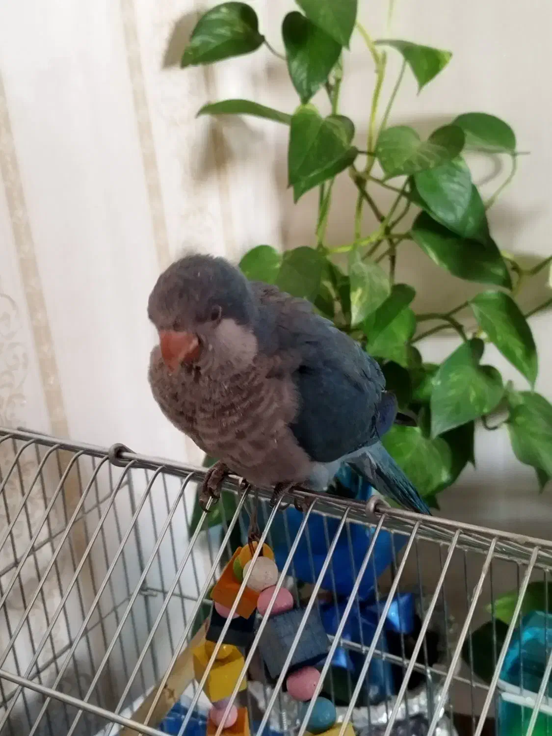 راهب ابی|پرنده|فولادشهر, فولادشهر|دیوار