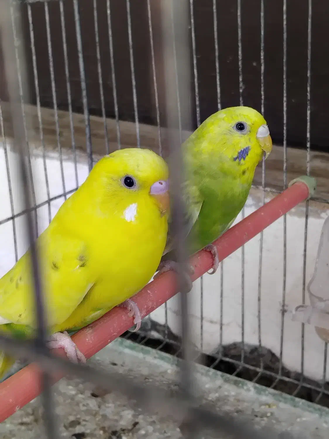 ۴تا مرغ عشق خوش رنگ|پرنده|رشت, کوی حسینی|دیوار