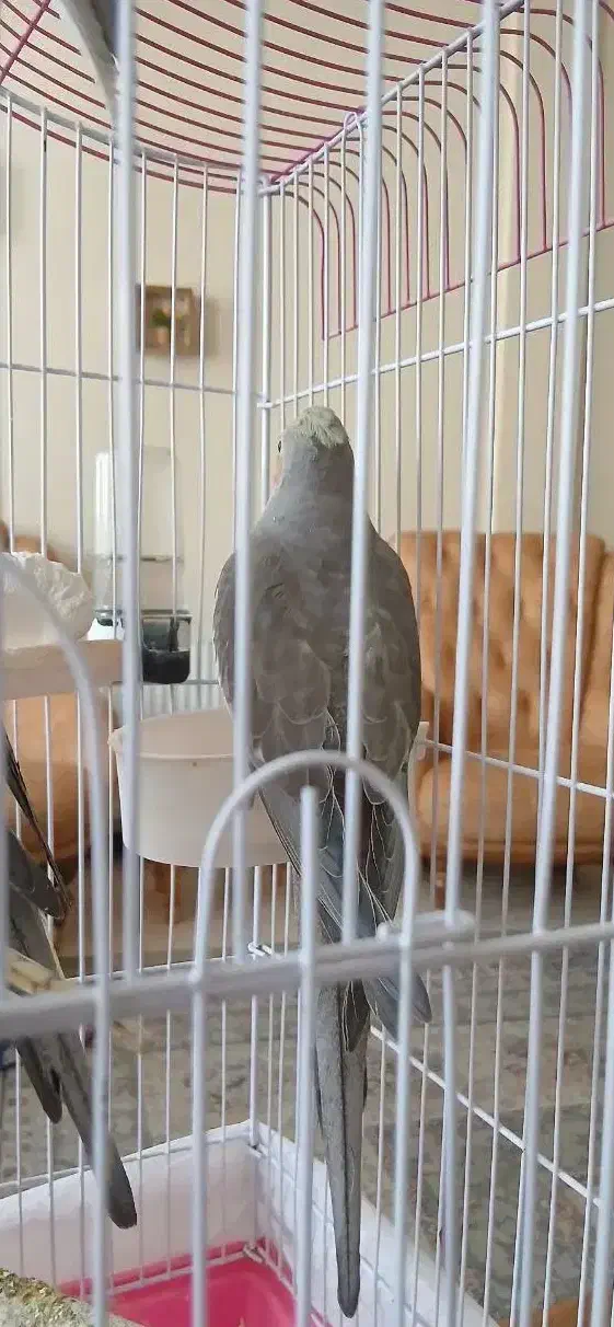 فروش فوری جوجه عروس هلندی|پرنده|مشهد, جاهد شهر|دیوار