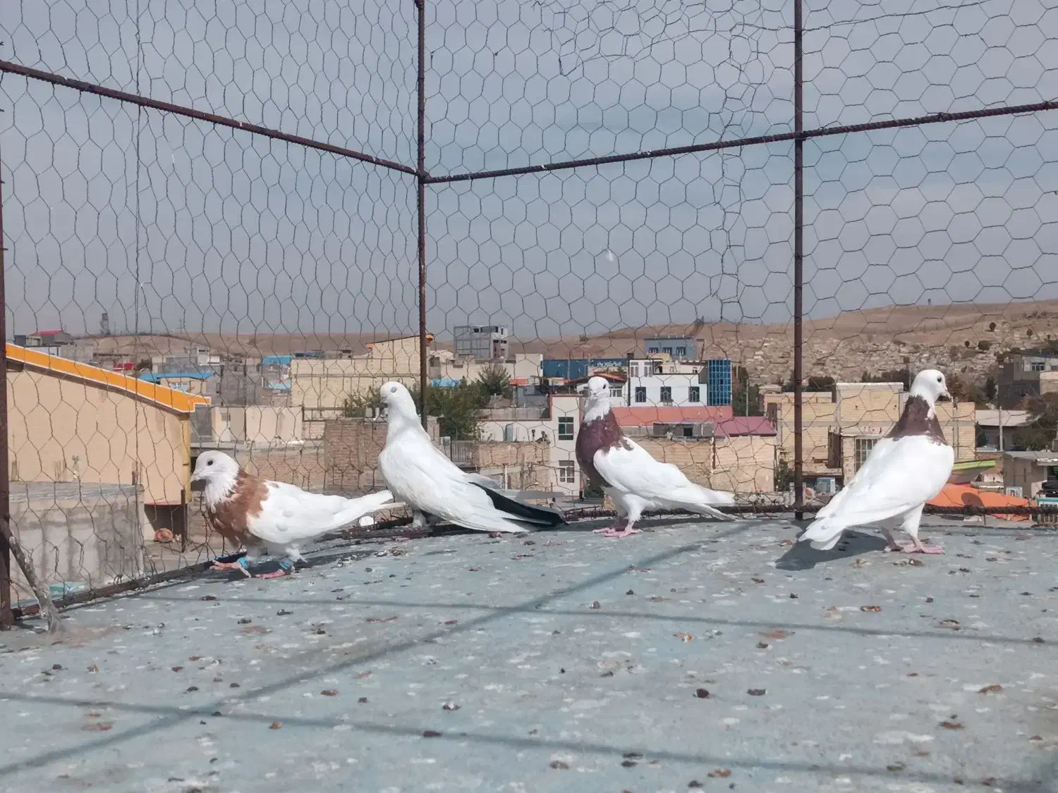 طوقی و دمسیاه ماده|پرنده|میانه, |دیوار
