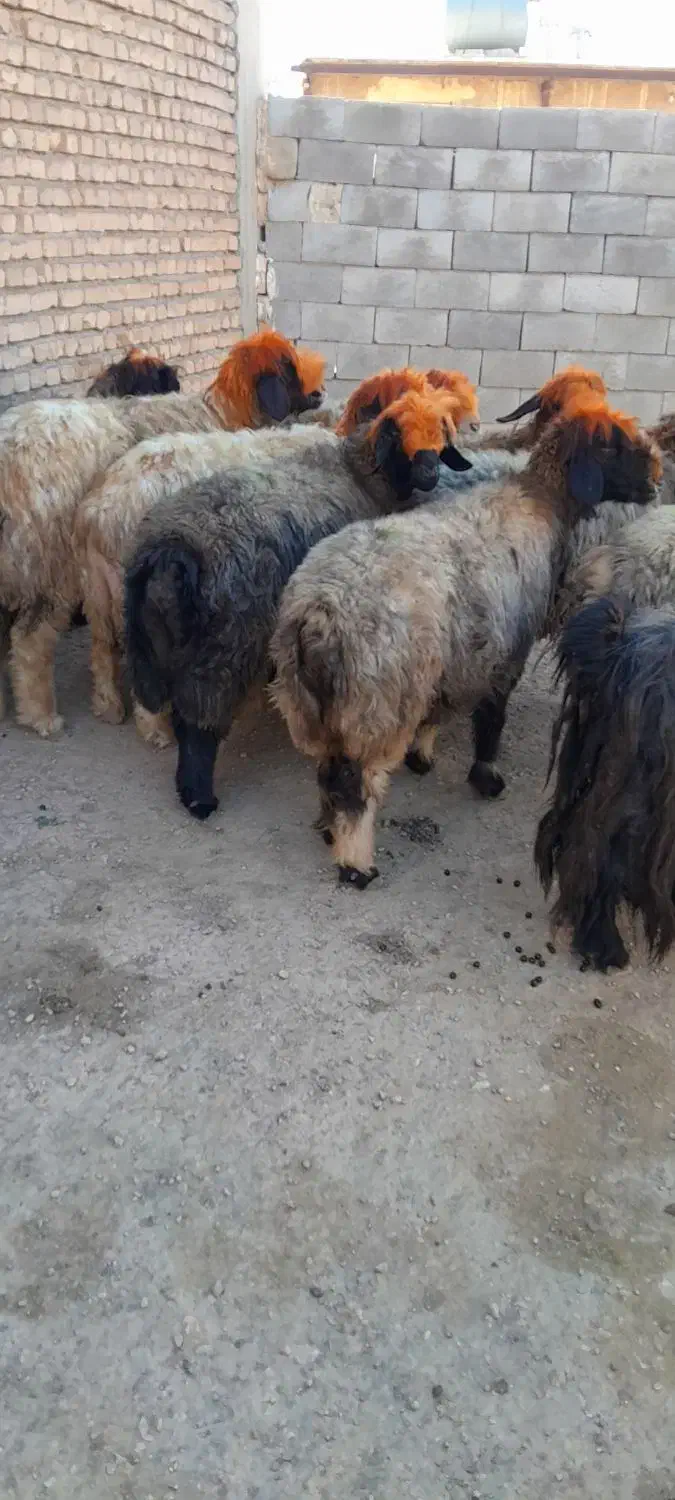 فروش میش بختیاری.( بز میش بره بزغاله)|حیوانات مزرعه|اردل, |دیوار