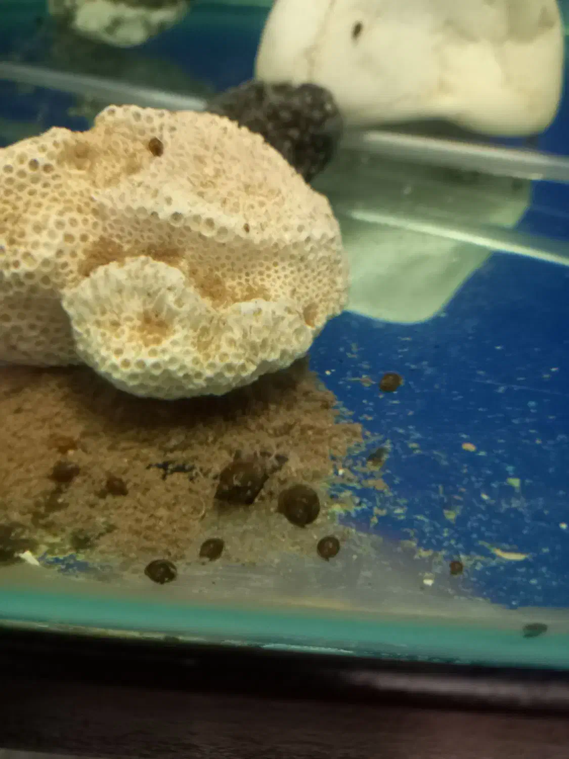 حلزون سیاه|ماهی|بازرگان, |دیوار