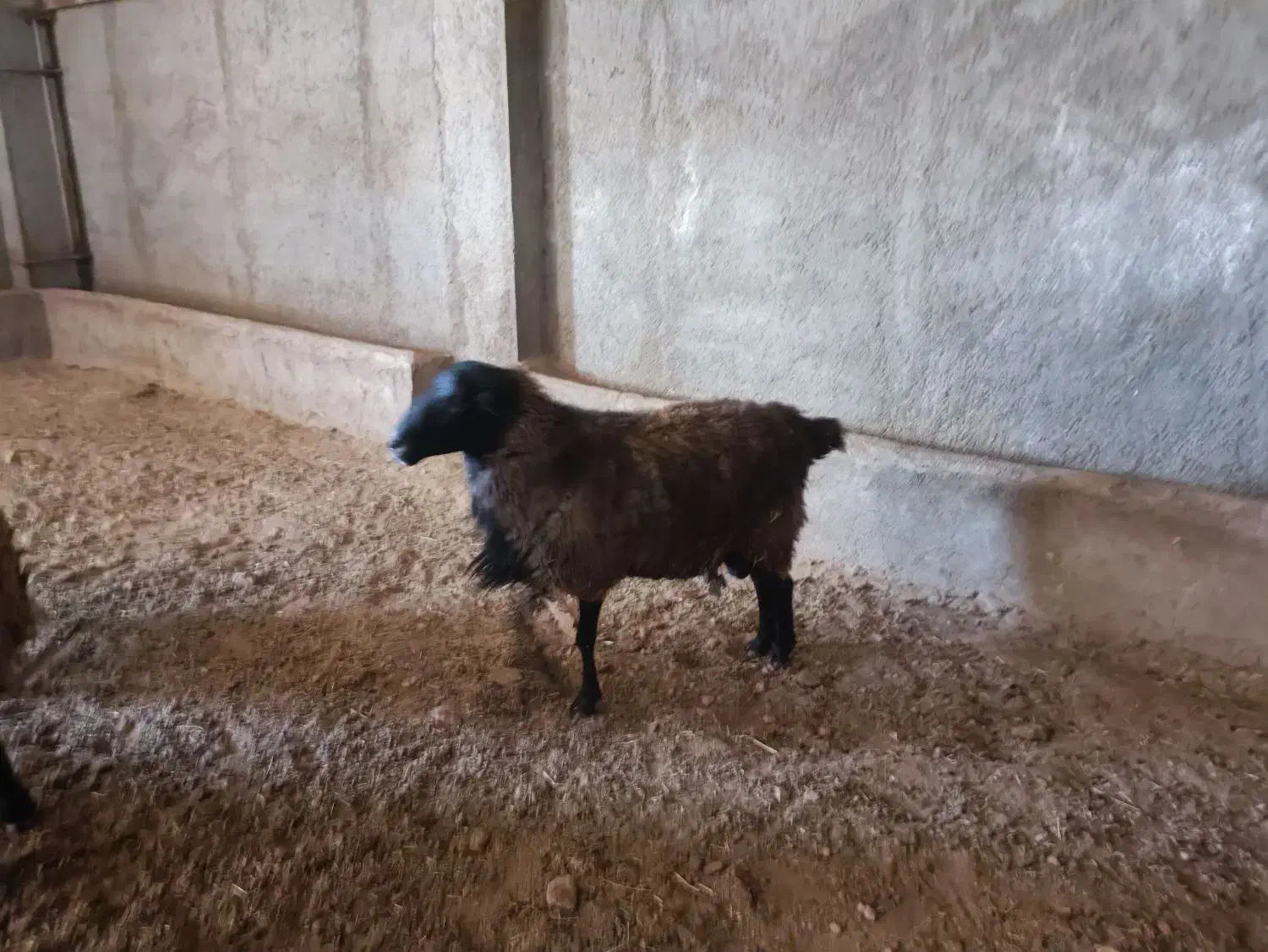 قوچ و بره قوچ رومانف ۱۰۰ درصد|حیوانات مزرعه|مهدی شهر, |دیوار