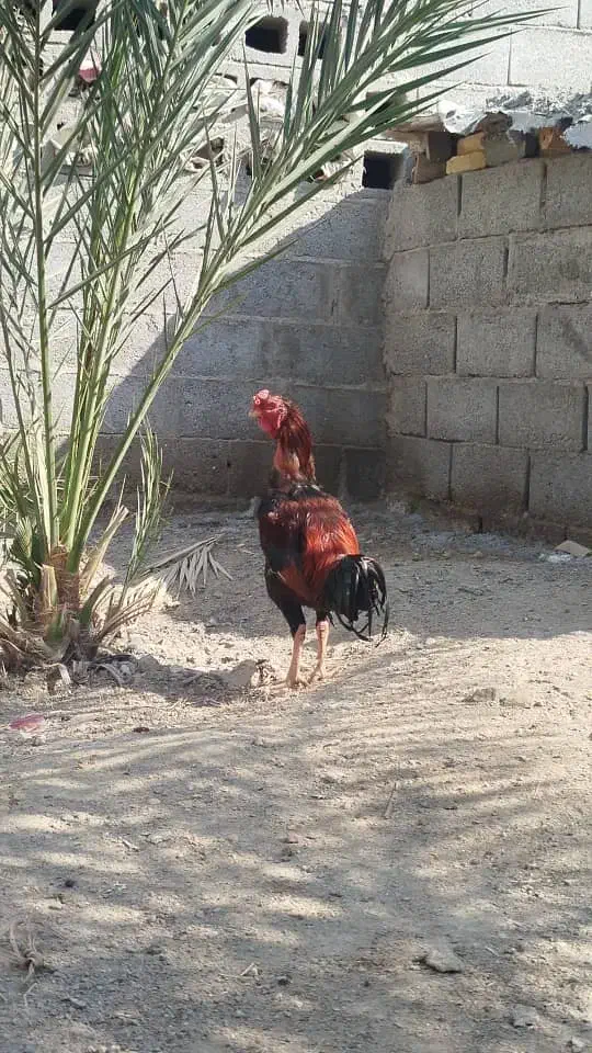 خروس فروشی|حیوانات مزرعه|میناب, |دیوار