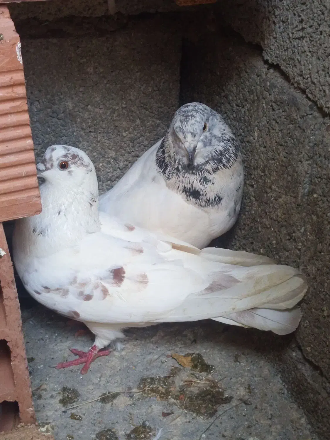 طوقی|پرنده|ویلکیج, |دیوار